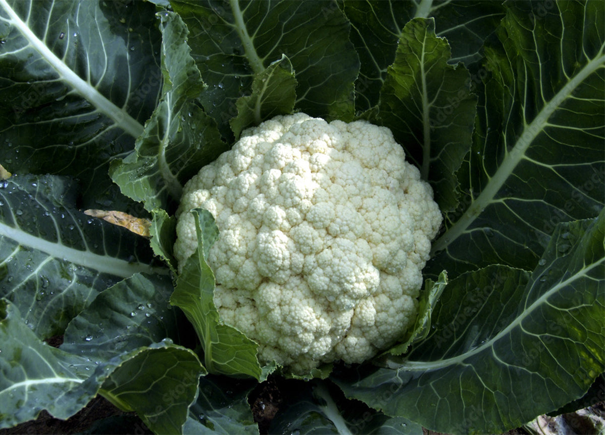 Semi Blumen Cavolfiore verde di Macerata XXL acquista da OBI