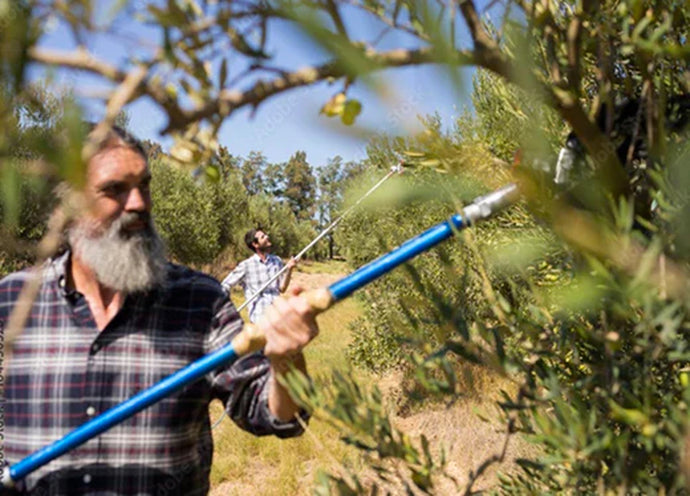 Lo sferzatore, uno strumento indispensabile per la raccolta delle olive