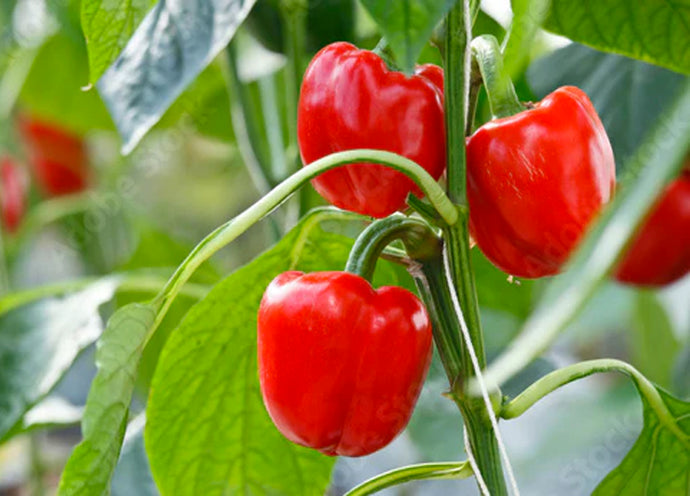 Il peperone nell'orto: cure colturali e difesa