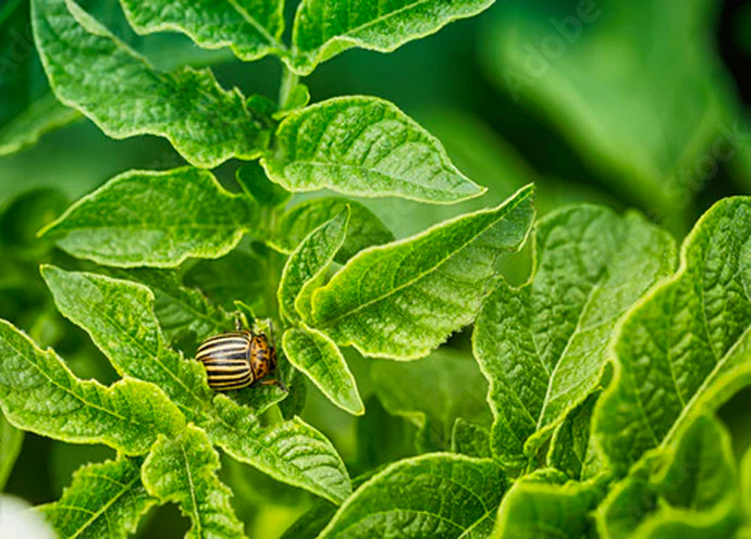 Insetti utili e insetti nocivi dell'orto
