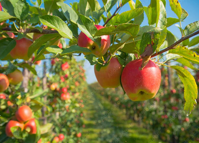 Nuove piante da frutto: quando piantarle e come sceglierle