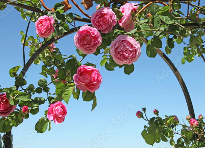 Piantare nuovi rosai in giardino