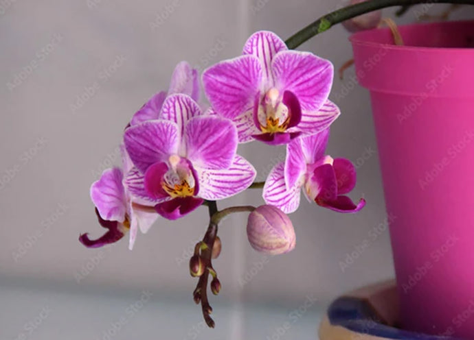Orchidee, quale posizione scegliere in casa