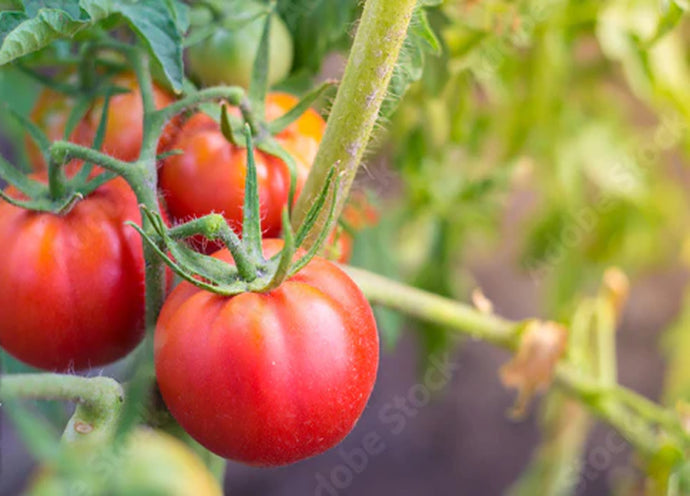 Come si coltiva il pomodoro?