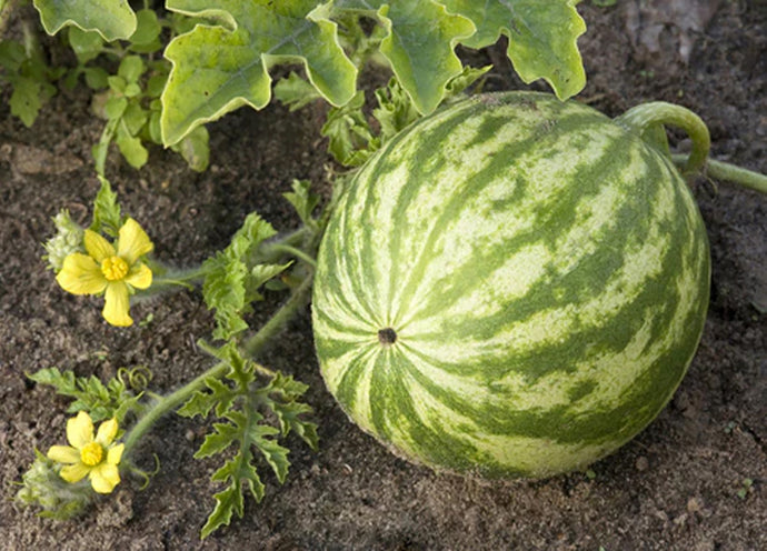 Dalle fragole ai meloni: la frutta che coltivi nell'orto