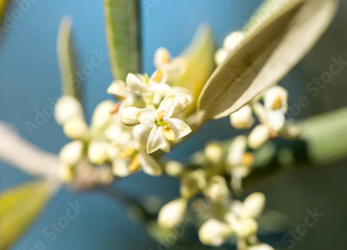 Fioritura dell'olivo: attenzione a nutrimento e irrigazione