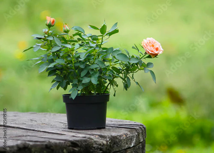Coltivare le rose in vaso: utili consigli per il benessere della pianta