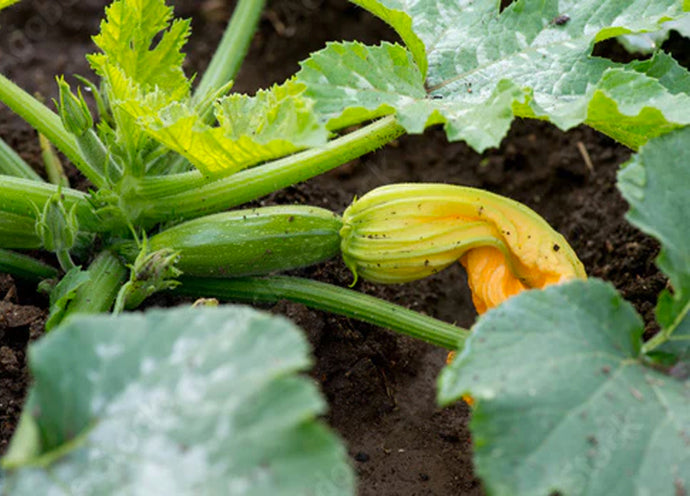 Zucchine nell'orto: consigli di coltivazione