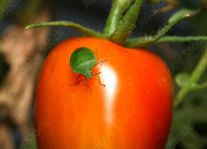 Coltivare pomodori: insetti e parassiti
