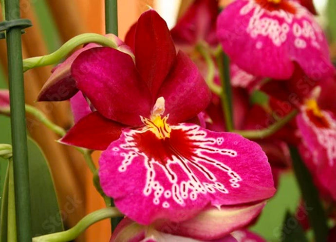 Orchidee Miltonia, come coltivarle in casa