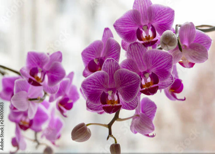 Phalaenopsis, cura e coltivazione dell'orchidea più famosa