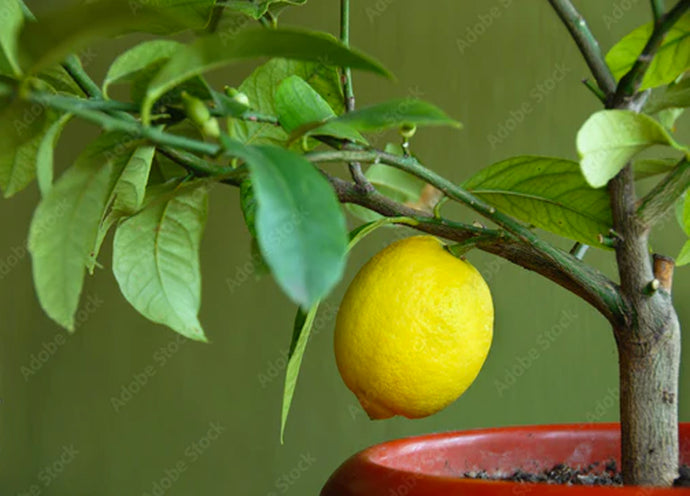 Pianta di limone in vaso, come proteggerla dal freddo