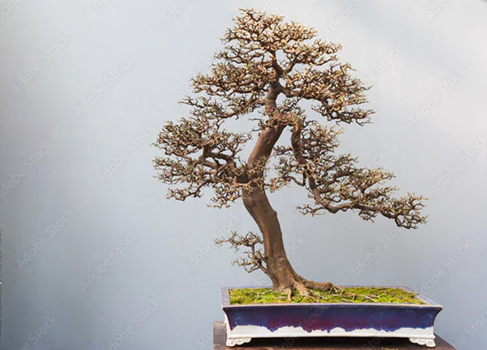 Bonsai che perdono le foglie in autunno