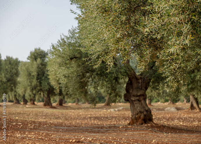 La ripresa vegetativa dell'olivo: concimazioni e avversità