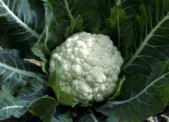 Cavolfiore bianco, caratteristiche e proprietà nutrizionali