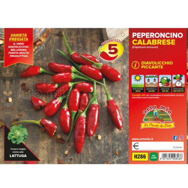 Etichetta tecnica Orto Mio della piantina di Peperoncino calabrese Diavolicchio piccante che ne certifica la varietà professionale.