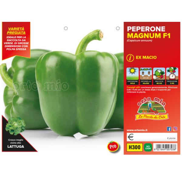 Etichetta tecnica Orto Mio della piantina di Peperone quadrato verde Magnum F1 che ne certifica la varietà professionale.