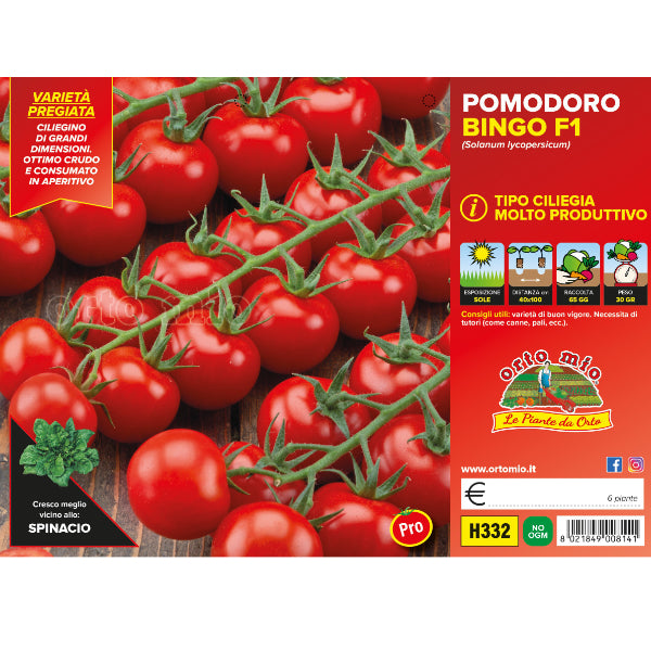 Etichetta tecnica Orto Mio della piantina di Pomodoro ciliegino Bingo F1  che ne certifica la varietà professionale.