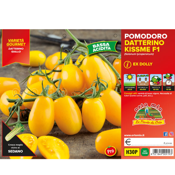 Etichetta piantine di Pomodoro varietà Datterino Giallo Kissme F1 Orto Mio con frutti pendenti 