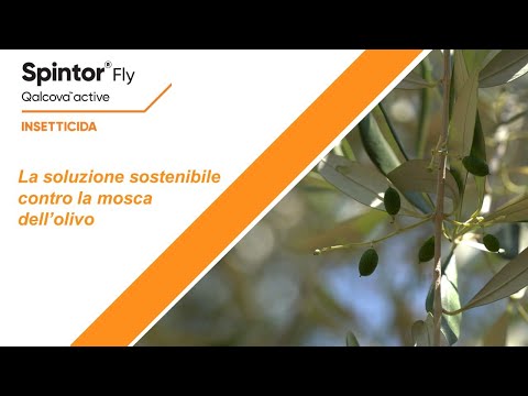 Video Spintor Fly Corteva: esca proteica con Qalcova active per il controllo sostenibile della mosca dell’olivo