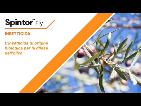 Video guida Spintor Fly: esca insetticida con spinosad di origine naturale per il controllo della mosca dell’olivo in agricoltura biologica.