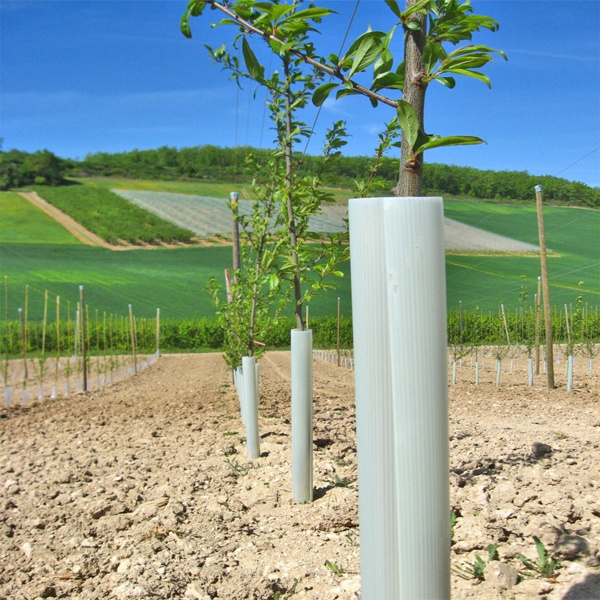 Tubex Fruitwrap installato su giovane pianta per protezione del tronco