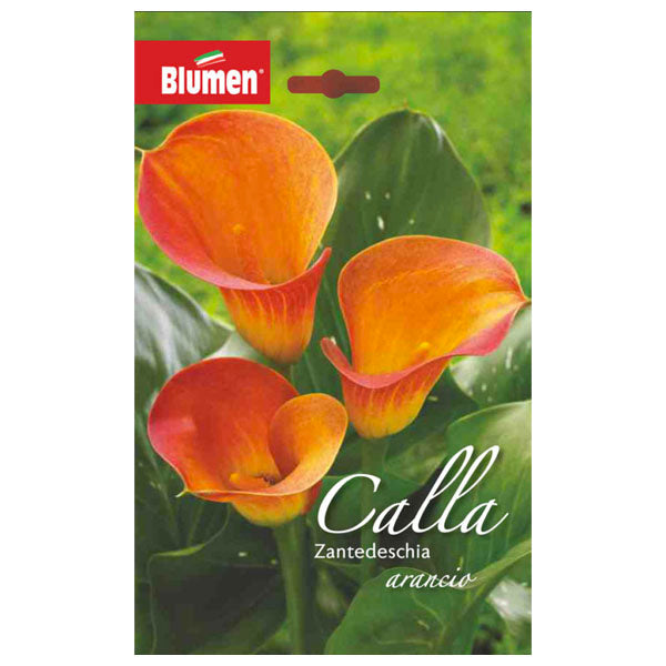 Calla Zantedeschia Arancio