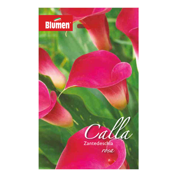 Calla Zantedeschia Rosa