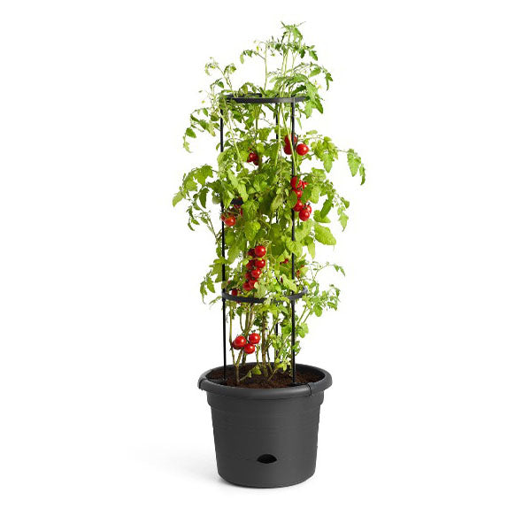 Green Basics Tomato Pot