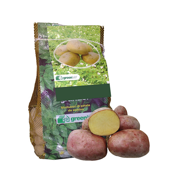 Tuberi di patate da seme Désirée: minituberi di patata pasta