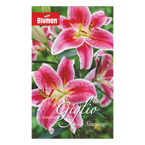 BULBI PRIMAVERILI OFFERTA 6 BULBI LILIUM ORIENTAL MAGIC STAR A FIORE DOPPIO BULBS BULBI PRIMAVERILI OFFERTA 6 BULBI LILIUM ORIENTAL MAGIC STAR A FIORE DOPPIO BULBS