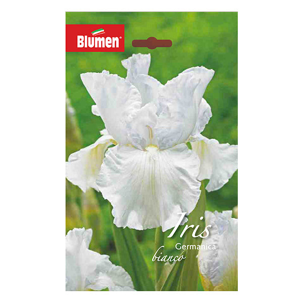 Iris Germanica Bianco