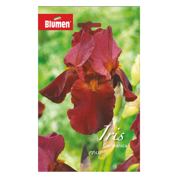 Iris Germanica Rosso