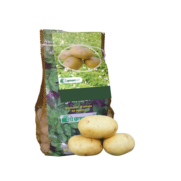 Tuberi di patate da seme Liseta: patata a pasta gialla e buccia chiara –  Sala Laurus