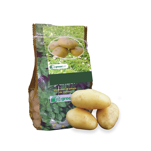Tuberi di patate da seme Monalisa