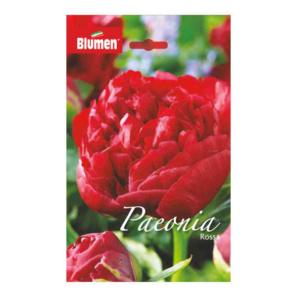 Paeonia Rossa
