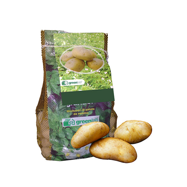 Tuberi di patate da seme Spunta: patata pasta di colore giallo – Sala Laurus