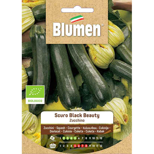 Semi Bio Zucchino Scuro Black Beauty